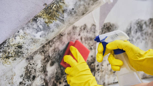 Reliable Mayville, MI Mold Remediation Solutions